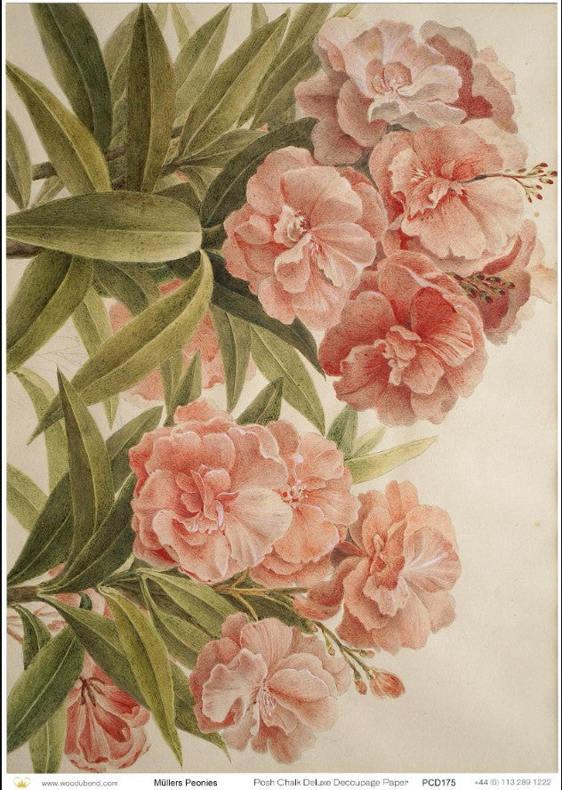 Papier découpage - Mullers Peonies A3 (42 × 30 cm)