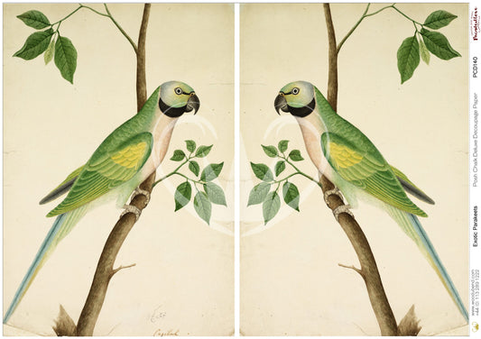 Papier découpage -Exotic Parakeet (Papier de Riz)